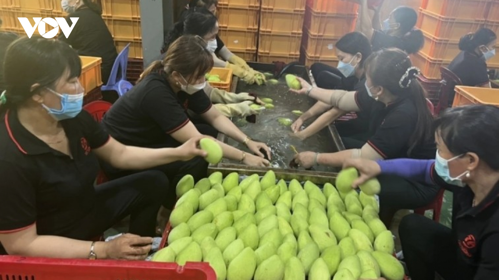 Vietnamese fruits gain traction in Chinese market
